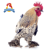 monpetitpoulet-2-logo-200x200 monpetitpoulet-2-logo-200x200