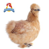 monpetitpoulet-logo-200x200