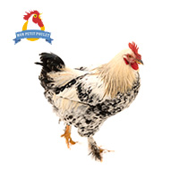 poulard poulard