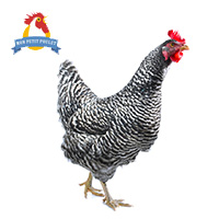 poulard2 poulard2